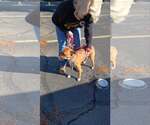 Small Photo #3 Boxador Puppy For Sale in Crystal, MN, USA