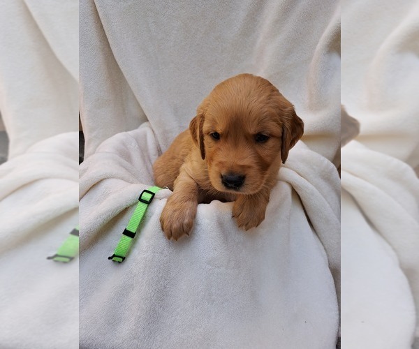 Medium Photo #3 Golden Retriever Puppy For Sale in SAN DIEGO, CA, USA