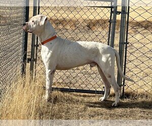Dogo Argentino Dogs for adoption in Yoder, CO, USA