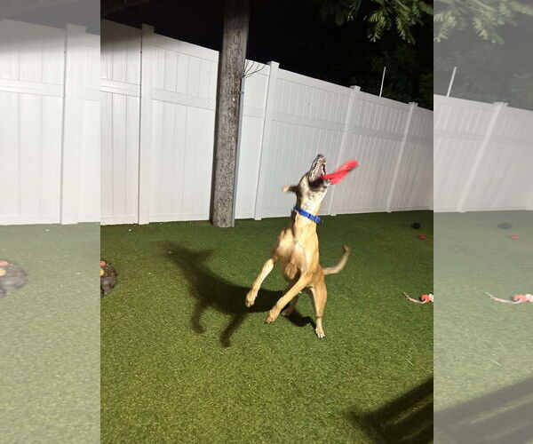 Medium Photo #7 Labrador Retriever-Unknown Mix Puppy For Sale in Pompano Beach , FL, USA