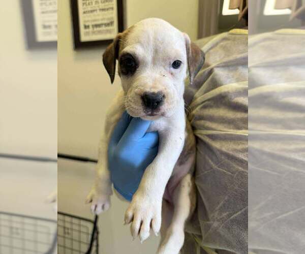 Medium Photo #1 American Pit Bull Terrier-Unknown Mix Puppy For Sale in New York, NY, USA