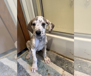 Great Dane Puppy for sale in BREMEN, MN, USA
