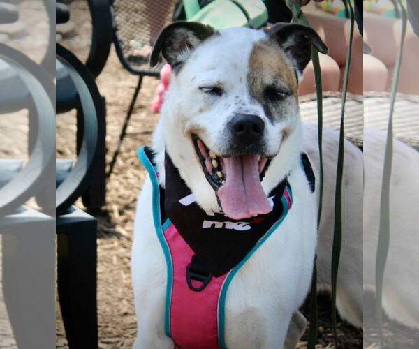 Medium Photo #11 Boxer-Unknown Mix Puppy For Sale in Westwood, NJ, USA