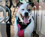 Small #10 Boxer Mix