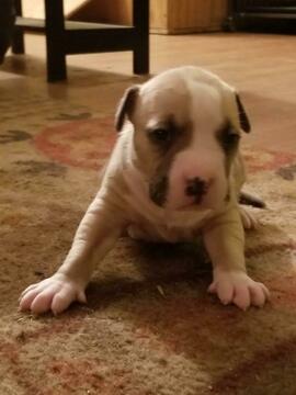 Medium Photo #1 American Bully Puppy For Sale in ABERDEEN, NC, USA