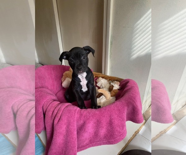 Medium Photo #2 American Pit Bull Terrier-Unknown Mix Puppy For Sale in Catasauqua, PA, USA