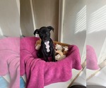 Small #1 American Pit Bull Terrier Mix
