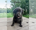 Puppy Maroon Labrador Retriever