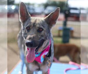 German Shepherd Dog-Unknown Mix Dogs for adoption in San Antonio, TX, USA