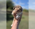 Small #7 Aussiedoodle