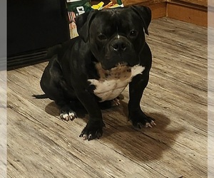 American Bully Puppy for sale in TROY, PA, USA