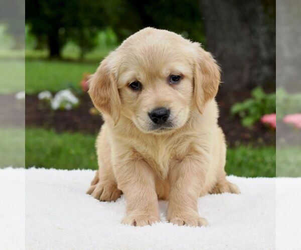 Medium Photo #4 Golden Retriever Puppy For Sale in NEWPORT, PA, USA