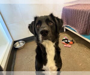 Border Collie Dogs for adoption in Redwood City, CA, USA