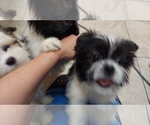 Small Photo #11 Shih Tzu Puppy For Sale in THE WOODLANDS, TX, USA