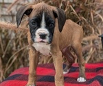 Small #7 Boxer