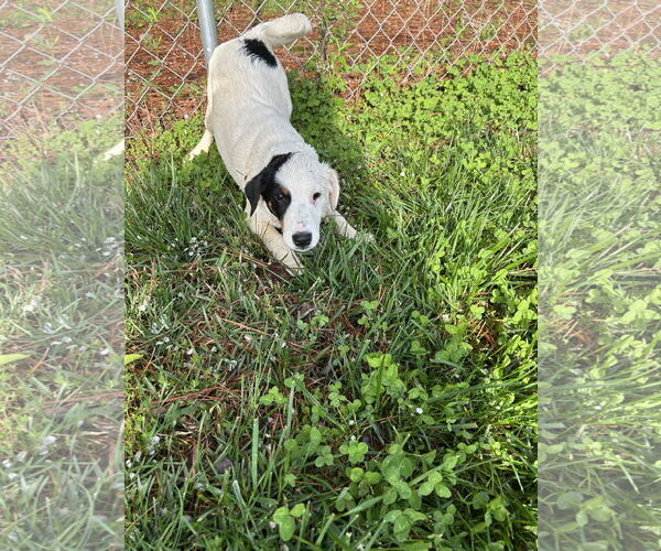 Medium Photo #2 Australian Shepherd-Jack Russell Terrier Mix Puppy For Sale in Milner, GA, USA