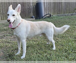 Yukon - Male - Mix Dog for Adoption - Photo #4