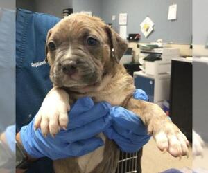 American Pit Bull Terrier Dogs for adoption in Riverside, CA, USA