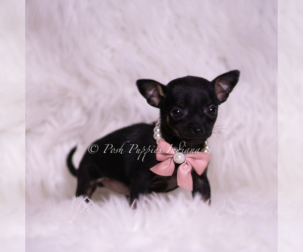 Medium Photo #11 Chihuahua Puppy For Sale in WARSAW, IN, USA