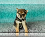 Small Photo #20 Shiba Inu Puppy For Sale in MILLERSBURG, IN, USA
