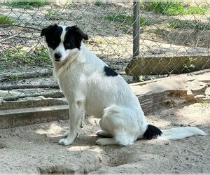 Border Collie-Unknown Mix Dogs for adoption in Yardley, PA, USA