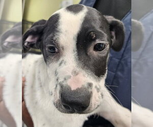 Mutt Dogs for adoption in Royal Palm Beach, FL, USA