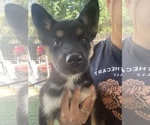 Small Photo #6 German Shepherd Dog-Siberian Husky Mix Puppy For Sale in FRESNO, CA, USA