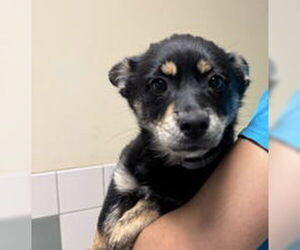 Siberian Husky Dogs for adoption in Salinas, CA, USA