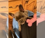 Small #20 French Bulldog