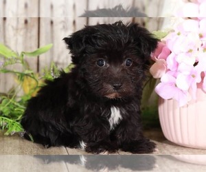 Yo-Chon Puppy for sale in MOUNT VERNON, OH, USA