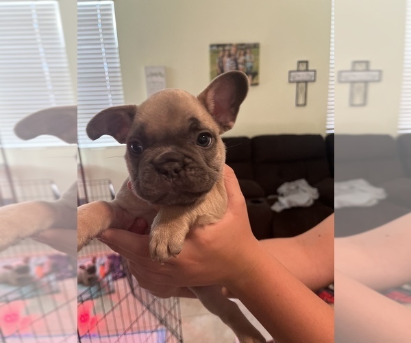 Full screen Photo #4 French Bulldog Puppy For Sale in HIGHLAND, CA, USA