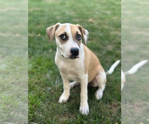 American Pit Bull Terrier-Unknown Mix Dogs for adoption in pomfret, CT, USA