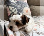 Small Photo #8 Biewer Terrier Puppy For Sale in CANBY, OR, USA