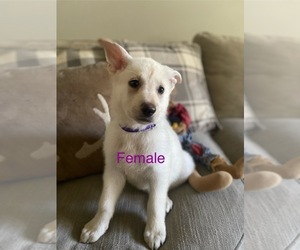 German Shepherd Dog Puppy for sale in ALACHUA, FL, USA