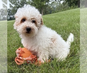 Havapoo Puppy for sale in MIDDLEBURY, IN, USA
