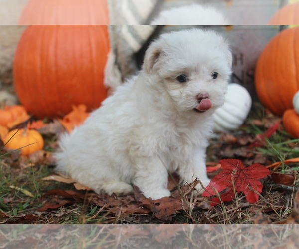Medium Photo #3 Maltipoo Puppy For Sale in MIDDLESEX, NC, USA