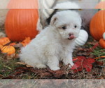 Small Photo #3 Maltipoo Puppy For Sale in MIDDLESEX, NC, USA