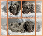 Puppy Spruce Goldendoodle