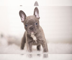 Small Photo #3 French Bulldog Puppy For Sale in LOX, FL, USA