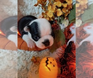 Boston Terrier Puppy for sale in CRKD RVR RNCH, OR, USA