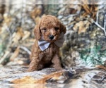 Small #5 Cavapoo (Miniature)