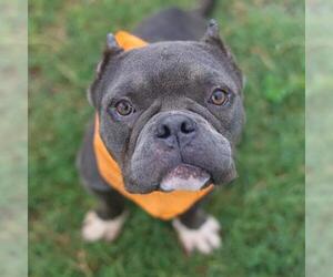 American Staffordshire Terrier-Unknown Mix Dogs for adoption in San Antonio, TX, USA