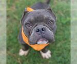 Small American Staffordshire Terrier Mix
