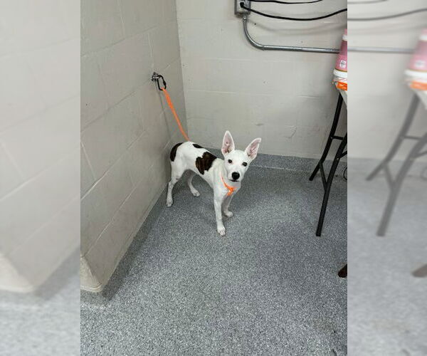 Medium Photo #1 American Pit Bull Terrier-Pointer Mix Puppy For Sale in Pasadena, TX, USA