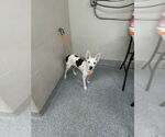Small American Pit Bull Terrier-Pointer Mix