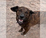 Small #7 American Pit Bull Terrier Mix