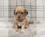 Small Photo #17 Puggle-Shih Tzu Mix Puppy For Sale in NEW YORK MILLS, MN, USA