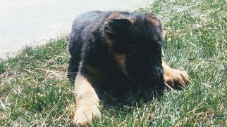 German Shepherd Dog Puppy for sale in HARRISONBURG, VA, USA