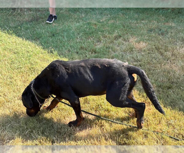 Medium Photo #5 Rottweiler Puppy For Sale in Hillsboro, NH, USA