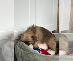 Small #5 Brussels Griffon